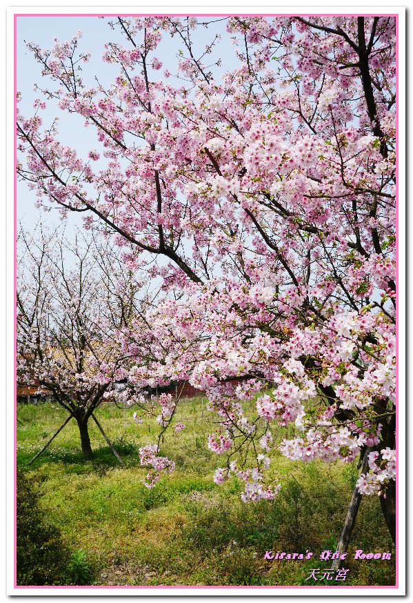 無極天元宮：北台灣賞花盛事．滿樹爆開的絢爛美麗吉野櫻──淡水無極天元宮