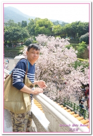 無極天元宮：北台灣賞花盛事．滿樹爆開的絢爛美麗吉野櫻──淡水無極天元宮