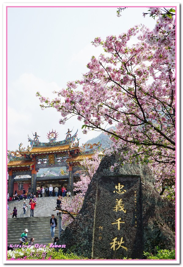 無極天元宮：北台灣賞花盛事．滿樹爆開的絢爛美麗吉野櫻──淡水無極天元宮