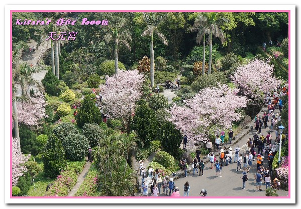 無極天元宮：北台灣賞花盛事．滿樹爆開的絢爛美麗吉野櫻──淡水無極天元宮