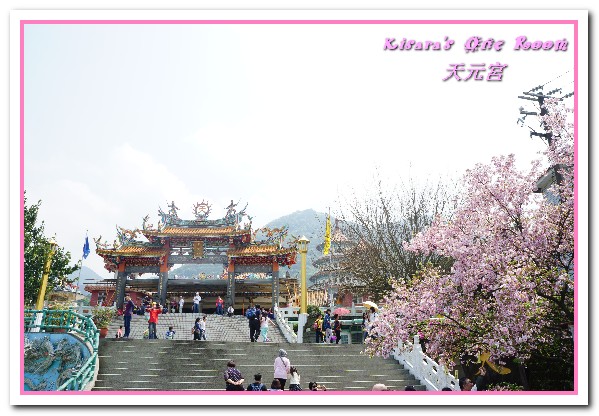 無極天元宮：北台灣賞花盛事．滿樹爆開的絢爛美麗吉野櫻──淡水無極天元宮