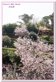 無極天元宮：北台灣賞花盛事．滿樹爆開的絢爛美麗吉野櫻──淡水無極天元宮