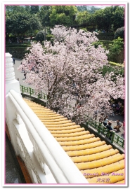 無極天元宮：北台灣賞花盛事．滿樹爆開的絢爛美麗吉野櫻──淡水無極天元宮