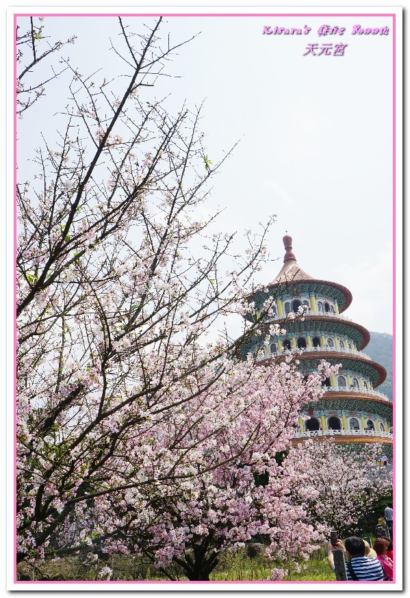 無極天元宮：北台灣賞花盛事．滿樹爆開的絢爛美麗吉野櫻──淡水無極天元宮