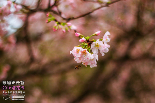 淡水無極天元宮(2016櫻花季)|新北市/淡水區(每年一到這時節，必來這裡走一回。2016/03/20)