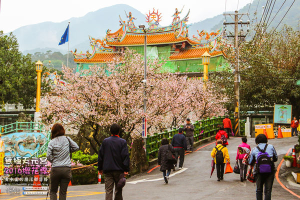 淡水無極天元宮(2016櫻花季)|新北市/淡水區(每年一到這時節，必來這裡走一回。2016/03/20)