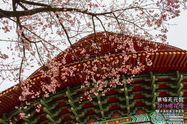 淡水無極天元宮(2016櫻花季)|新北市/淡水區(每年一到這時節，必來這裡走一回。2016/03/20)