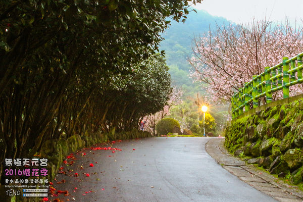 淡水無極天元宮(2016櫻花季)|新北市/淡水區(每年一到這時節，必來這裡走一回。2016/03/20)