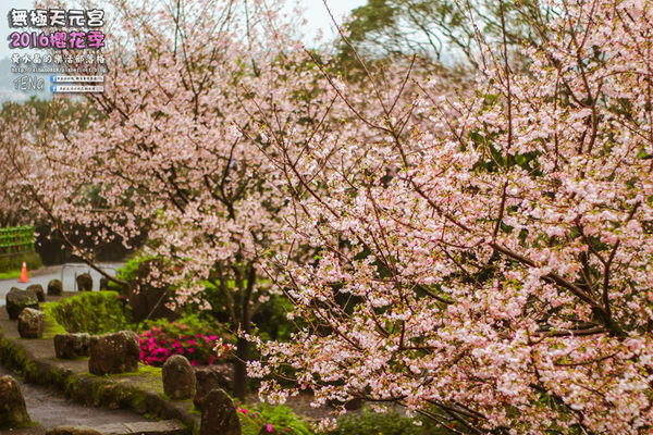 淡水無極天元宮(2016櫻花季)|新北市/淡水區(每年一到這時節，必來這裡走一回。2016/03/20)