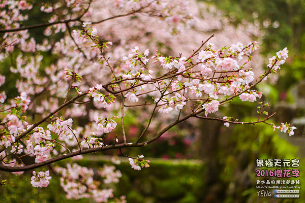 淡水無極天元宮(2016櫻花季)|新北市/淡水區(每年一到這時節，必來這裡走一回。2016/03/20)