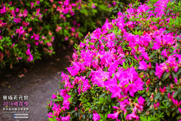 淡水無極天元宮(2016櫻花季)|新北市/淡水區(每年一到這時節，必來這裡走一回。2016/03/20)