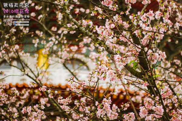淡水無極天元宮(2016櫻花季)|新北市/淡水區(每年一到這時節，必來這裡走一回。2016/03/20)