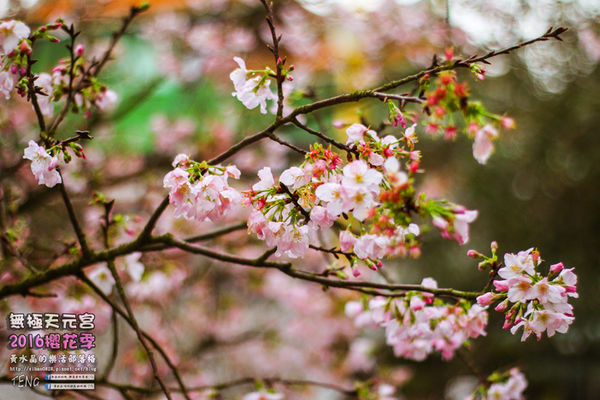 淡水無極天元宮(2016櫻花季)|新北市/淡水區(每年一到這時節，必來這裡走一回。2016/03/20)