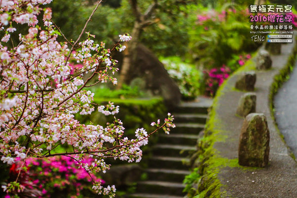 淡水無極天元宮(2016櫻花季)|新北市/淡水區(每年一到這時節，必來這裡走一回。2016/03/20)