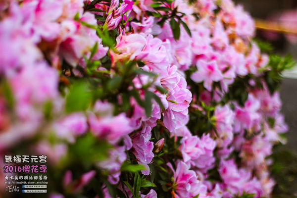 淡水無極天元宮(2016櫻花季)|新北市/淡水區(每年一到這時節，必來這裡走一回。2016/03/20)