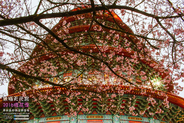 淡水無極天元宮(2016櫻花季)|新北市/淡水區(每年一到這時節，必來這裡走一回。2016/03/20)