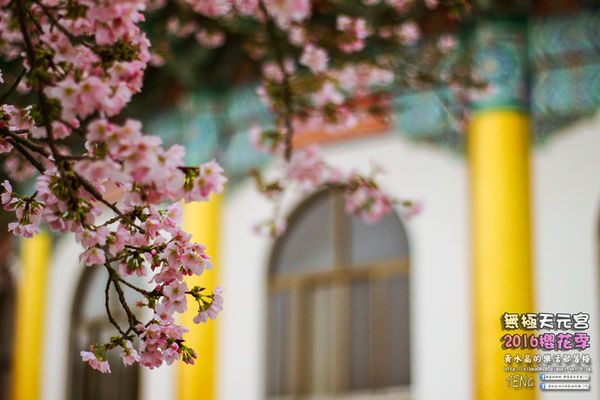 淡水無極天元宮(2016櫻花季)|新北市/淡水區(每年一到這時節，必來這裡走一回。2016/03/20)