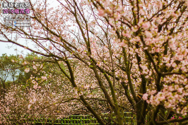 淡水無極天元宮(2016櫻花季)|新北市/淡水區(每年一到這時節，必來這裡走一回。2016/03/20)