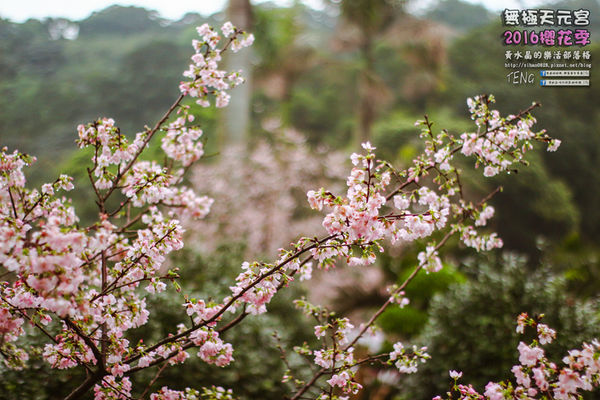 淡水無極天元宮(2016櫻花季)|新北市/淡水區(每年一到這時節，必來這裡走一回。2016/03/20)