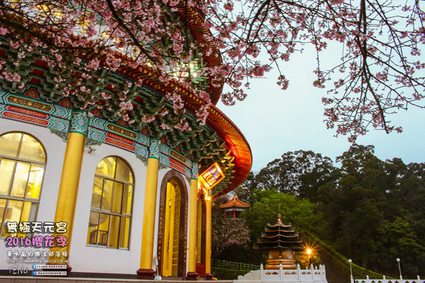 淡水無極天元宮(2016櫻花季)|新北市/淡水區(每年一到這時節，必來這裡走一回。2016/03/20)