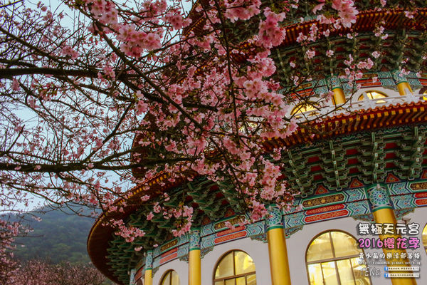 淡水無極天元宮(2016櫻花季)|新北市/淡水區(每年一到這時節，必來這裡走一回。2016/03/20)