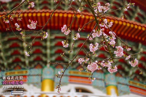 淡水無極天元宮(2016櫻花季)|新北市/淡水區(每年一到這時節，必來這裡走一回。2016/03/20)