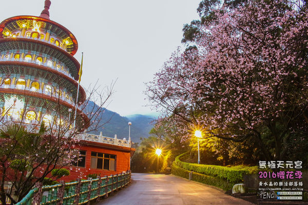淡水無極天元宮(2016櫻花季)|新北市/淡水區(每年一到這時節，必來這裡走一回。2016/03/20)