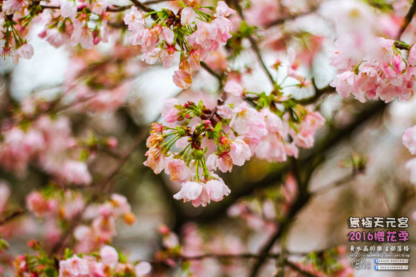 淡水無極天元宮(2016櫻花季)|新北市/淡水區(每年一到這時節，必來這裡走一回。2016/03/20)