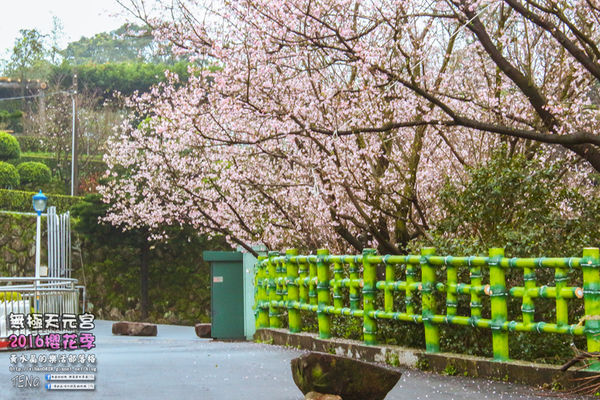 淡水無極天元宮(2016櫻花季)|新北市/淡水區(每年一到這時節，必來這裡走一回。2016/03/20)