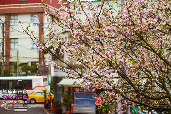 淡水無極天元宮(2016櫻花季)|新北市/淡水區(每年一到這時節，必來這裡走一回。2016/03/20)
