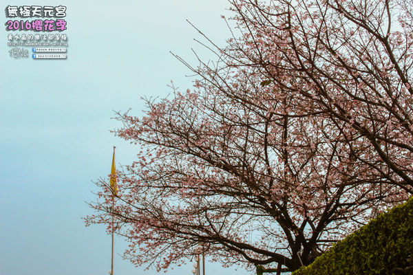 淡水無極天元宮(2016櫻花季)|新北市/淡水區(每年一到這時節，必來這裡走一回。2016/03/20)