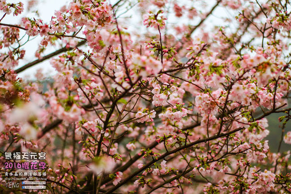 淡水無極天元宮(2016櫻花季)|新北市/淡水區(每年一到這時節，必來這裡走一回。2016/03/20)
