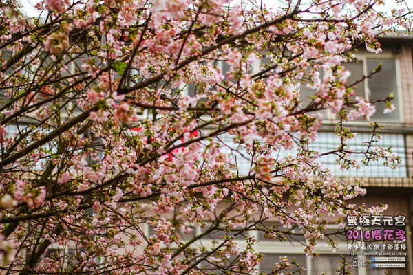 淡水無極天元宮(2016櫻花季)|新北市/淡水區(每年一到這時節，必來這裡走一回。2016/03/20)