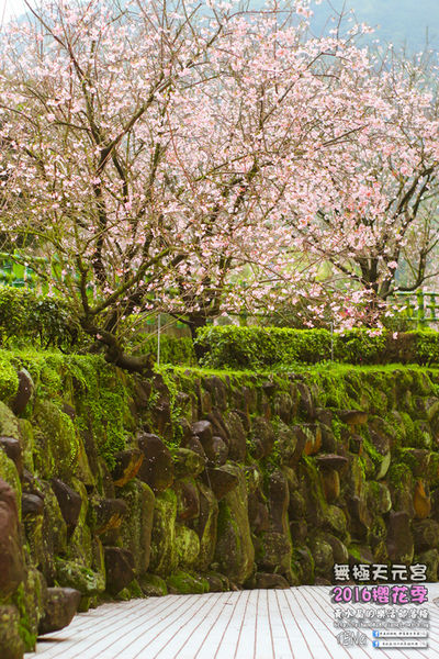 淡水無極天元宮(2016櫻花季)|新北市/淡水區(每年一到這時節，必來這裡走一回。2016/03/20)