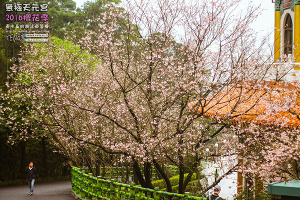 淡水無極天元宮(2016櫻花季)|新北市/淡水區(每年一到這時節，必來這裡走一回。2016/03/20)