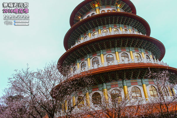 淡水無極天元宮(2016櫻花季)|新北市/淡水區(每年一到這時節，必來這裡走一回。2016/03/20)