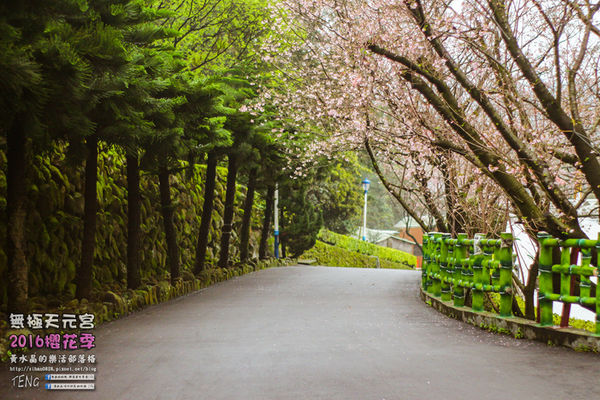 淡水無極天元宮(2016櫻花季)|新北市/淡水區(每年一到這時節，必來這裡走一回。2016/03/20)