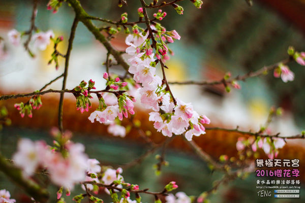 淡水無極天元宮(2016櫻花季)|新北市/淡水區(每年一到這時節，必來這裡走一回。2016/03/20)