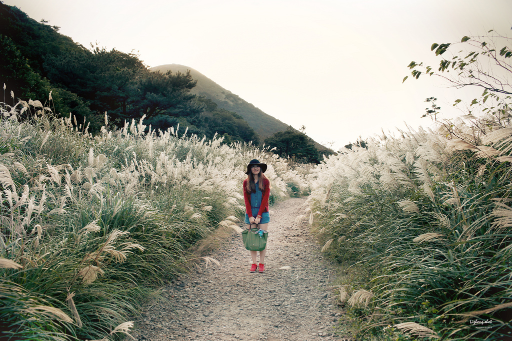 二子坪的管芒草散步小記 二子坪的管芒草散步小記