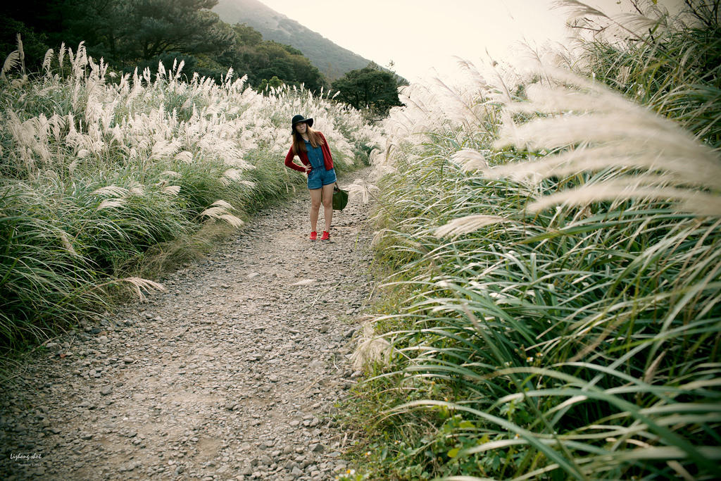 二子坪的管芒草散步小記 二子坪的管芒草散步小記