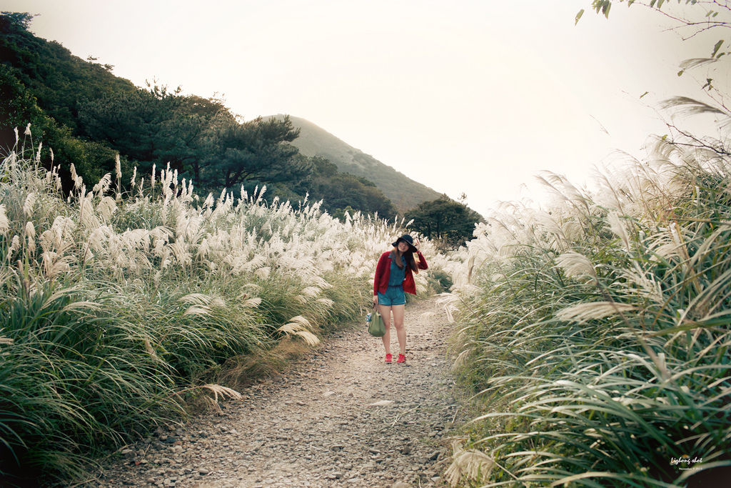 二子坪的管芒草散步小記 二子坪的管芒草散步小記