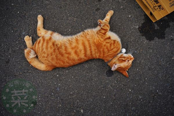 DSC09312 (複製).jpg