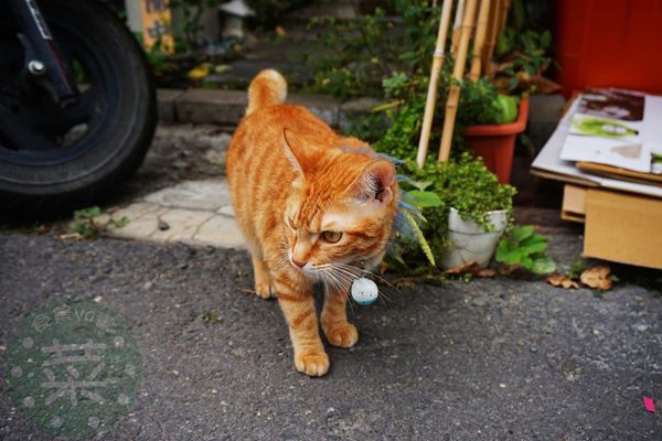 DSC09310 (複製).jpg