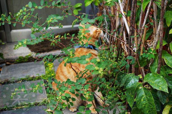 DSC09298 (複製).jpg