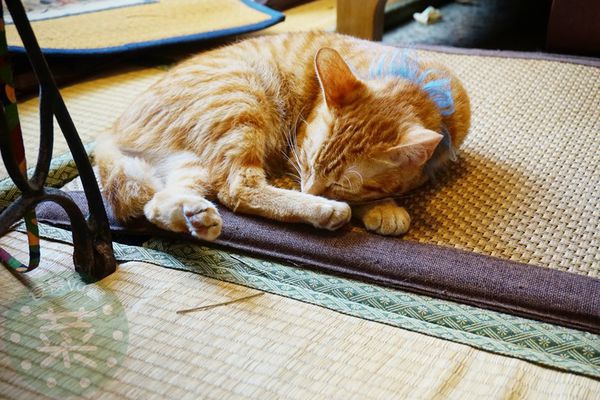 DSC09498 (複製).jpg