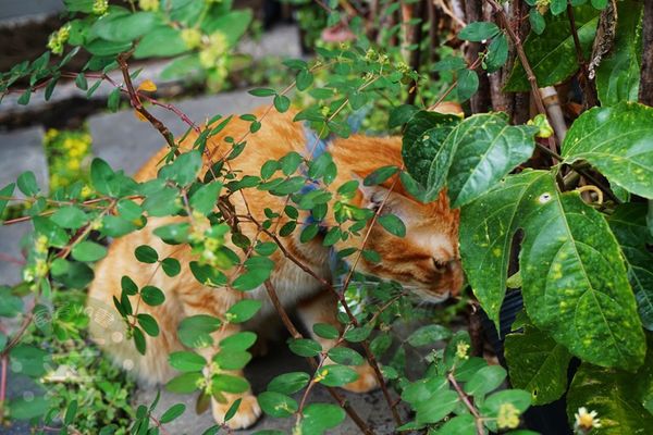 DSC09306 (複製).jpg