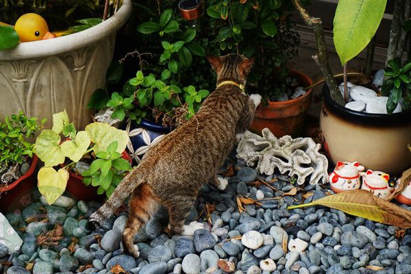 DSC09322 (複製).jpg