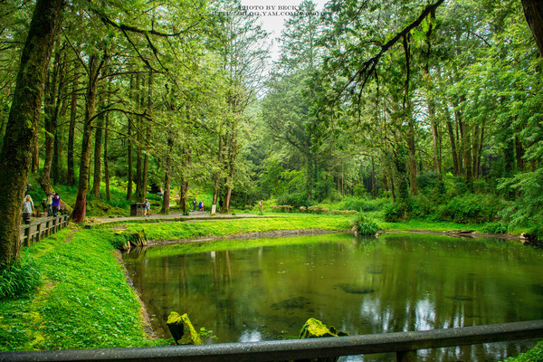 阿里山沼平車站姊妹潭：阿里山國家風景區→阿里山百年郵局．搭乘阿里山森林鐵路(沼平車站)至遊客稀少的檜木群環潭步道「姊妹潭」森呼吸│ 阿里山綠色鐵道之旅!