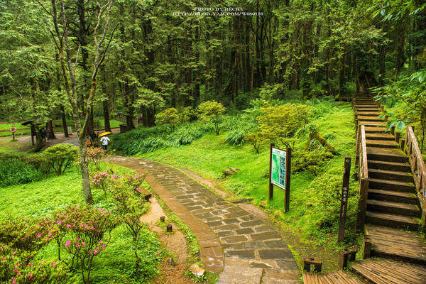 阿里山沼平車站姊妹潭：阿里山國家風景區→阿里山百年郵局．搭乘阿里山森林鐵路(沼平車站)至遊客稀少的檜木群環潭步道「姊妹潭」森呼吸│ 阿里山綠色鐵道之旅!