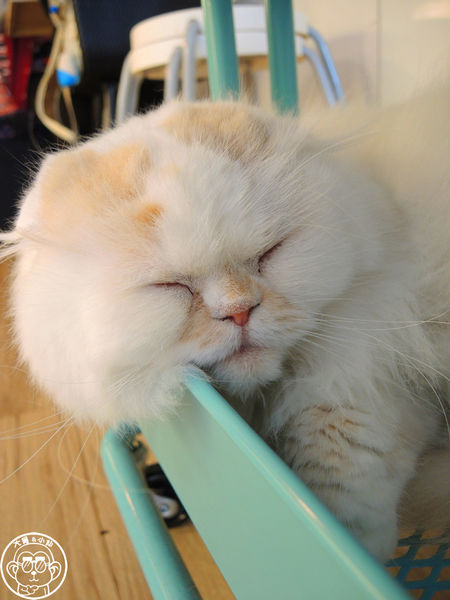 THE WHO 框影咖啡：呷飽祙【台北信義･The Who Cafe 框影】立體貓臉拉花好萌阿